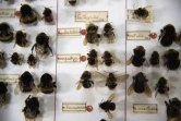 Des bourdons collectés par des entomologistes amateurs, le 9 mai 2019 à Krefeld, en Allemagne