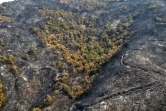 Des arbres calcinés dans un feu de forêt à Ait Daoud, le 13 août 2021 dans le nord de l'Algérie