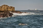 Des dauphins dans la baie d'Algoa, en Afrique du Sud, où des cargos font halte pour se ravitailler en mer, le 8 juillet 2020