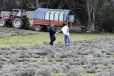 Sur cette photographie prise le 9 février 2018, un détenu serre la main d'un gardien alors qu'il cultive -en agriculture biologique- des olives et des immortelles -petites fleurs à l'odeur épicée