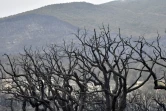 Des arbres calcinés par des feux de forêt à el-Kala, le 18 août 2022 en Algérie