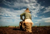 Un agriculteur est assis sur un sac de patates douces dans un champ à Alquizar, dans la province d'Artemisa, Cuba, le 29 septembre 2023