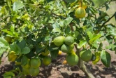 Photo prise le 9 avril 2018 de citrons atteints par la maladie du dragon jaune, également appelée "citrus greening", dans une serre du Cirad (Centre de coopération internationale en recherche agronomique pour le développement)