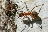 Des fourmis de l'espère Formica en juillet 2017 à Birkenwerder, en Allemagne