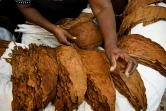 Une femme trie des feuilles de tabac dans la fabrique qui produit les célèbres cigares Cohiba, à La Havane, le 8 septembre 2022