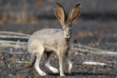 Photo fournie par la réserve de la biosphère de Pinacate et du désert d'Altar d'un lièvre d'Europe, le 2 décembre 2016, près de la frontière entre le Mexique et les Etats-Unis