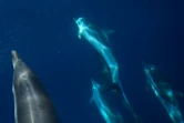 Des dauphins "bleus et blancs" au large de La Ciotat dans les Bouches-du-Rhône le 23 juin 2020
