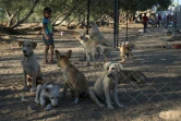 Un jeune Palestinien joue avec des chiens au refuge d'Al-Zahra, au sud de Gaza, le 18 août 2016