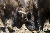 Des bisons d'Europe se promènent dans la zone de réintroduction de Magura Zimbrilor, à 20 km du village d'Armenis, en Roumanie, le 12 juin 2015