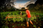 Un homme dépose les feuilles de tabac récoltées sur une tige de bois sur laquelle elles seront séchées, le 18 janvier 2022 à Viñales, à Cuba 