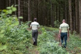 Des personnels de l'ONF arpentent une forêt dans l'Est de la France, le 18 août 2020
