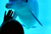 Une petite fille regarde un dauphin lors d'un spectacle au zoo de Port-Saint-Père, le 14 octobre 2017