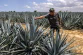 L'agriculteur israélien Eran Braverman inspecte un champ d'agave à la périphérie d'Urim, dans le nord du désert du Néguev, près de la frontière israélienne avec Gaza, le 4 mai 2025