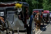 Des calèches à cheval en attente de clients à Central Park, le 3 août 2022 à New York