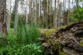 La forêt de Bialowieza, le 31 mai 2016, en Pologne