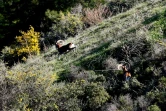 Des mouflons dans la zone tampon, le 13 février à Variseia, entre la République de Chypre et la République turque autoproclamée de Chypre-Nord