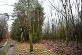 La forêt de Weitbruch, dans le Bas-Rhin, le 13 décembre 2019, vingt ans après la tempête de décembre 1999 