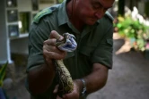 Un serpent fraîchement capturé par les membres du centre Bio-Ken à Watamu, au Kenya, le 13 février 2019