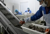 Des employés préparent des anchois pour leur emballage dans une usine de Durrës, le 28 mars 2020 en Albanie