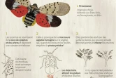 La lycorma delicatula, un insecte invasif qui représente une menace économique pour le secteur agricole aux Etats-Unis