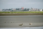 Des phoques sur le sable dans la baie de Somme à Saint-Valery-sur-Somme, le 5 août 2016