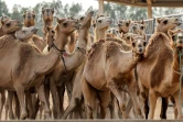 Des chameaux clonés dans un enclos du Centre de reproduction biotechnologique de Dubaï, le 4 juin 2021 aux Emirats arabes unis