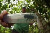 Photo non datée transmise le 21 février 2019 par Global Wildlife Conservation montrant Eli Wyman, entomologiste de l'université de Princeton, et une abeille de Wallace, dans la forêt tropicale d'une île des Moluques du Nord, en Indonésie