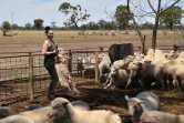 Emma Billet attrape un mouton pour le tondre, le 21 février 2018 à Trangie, en Australie
