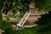 Un reste de missile à fragmentation dans le vignoble "Olvio Nuvo", le 3 septembre 2022 dans la région de Mykolaïv, en Ukraine