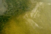 Des herbes vertes de mer saines dans la baie de Floride, aux Etats-Unis, le 13 avril 2016 