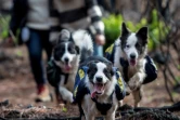 Leur mission est simple - courir, sauter, jouer à travers les bois -, mais chaque chien porte sur son dos un sac à dos rempli de graines qui s'éparpillent sur le sol grâce à des petits trous