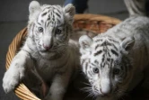 Deux bébés tigres blancs au zoo de Kunming, le 12 octobre 2018, dans la province du Yunnan, en Chine