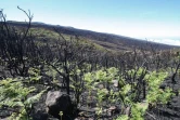 Mardi 14 Décembre 2010

Le site du Maïdo après l'incendie d'Octobre 2010