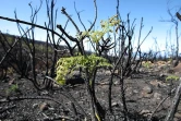 Mardi 14 Décembre 2010

Le site du Maïdo après l'incendie d'Octobre 2010