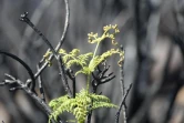 Mardi 14 Décembre 2010

Le site du Maïdo après l'incendie d'Octobre 2010