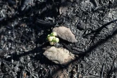 Mardi 14 Décembre 2010

Le site du Maïdo après l'incendie d'Octobre 2010