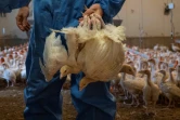 Reinhard Bauer tient par leurs pattes deux dindonneaux dans sa ferme de Weibern, le 16 décembre 2020