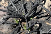 Mardi 14 Décembre 2010

Le site du Maïdo après l'incendie d'Octobre 2010