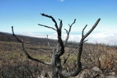 Mardi 14 Décembre 2010

Le site du Maïdo après l'incendie d'Octobre 2010