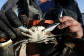 Un crabe aux pinces bleues, une espèce menaçant la faune aquatique, récupéré au large de Canet-en-Roussillon, le 18 août 2021