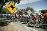Un kangourou saute sur une cycliste australienne en provoquant la rupture de ses implants mammaires 