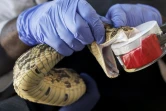 Un herpétologiste manipule une vipère bouffie africaine lors de l'extraction de son venin qui sera utilisé dans la recherche pour la production d'antivenin au sein de l'Institut KIPRE à Nairobi, le 7 mars 2025 au Kenya