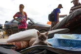 Un chat est posé sur des effets personnels pendant que des Palestiniens préparent leurs affaires pour fuir un quartier de Khan Younès, dans le sud de la bande de Gaza, après un ordre d'évacuation de l'armée israélienne, le 11 août 2024