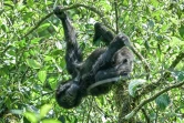 Un bébé gorille dans un arbre du Parc national des volcans, au Rwanda, le 29 octobre 2021 