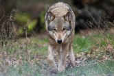 Le loup gris est protégé dans l'Union européenne en vertu de la Convention de Berne de 1979. Mais des tirs sont prévus à titre dérogatoire, en dernier recours, pour protéger les troupeaux