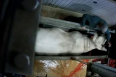 Capture d'écran d'une vidéo diffusée par l'association L214, montrant un employé de l'abattoir du Boischaut, à Lacs, dans l'Indre