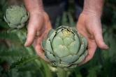 Le cultivateur Marc Rousseau montre un artichaut dans son champ, le 26 juin 2023 à Henvic, dans le Finistère