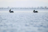 Des pélicans dans la lagune de Divjaka-Karavasta, le 11 mars 2018 en Albanie
