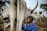 Un jeune Peul Suleiman Yusuf, 8 ans, boit du lait d'une vache appartenant à son père près d'une réserve dans l'Etat de Kaduna, au Nigeria, le 16 avril 2019