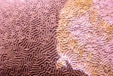 Photo de corail affecté par le blanchissement publiée par l'organisation Adaptur à Cancun, au Mexique, le 11 novembre 2019